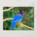 Buscar steller postales Jay de steller