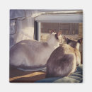 Buscar gatos siameses imanes 9 º gata