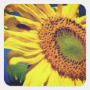 Buscar invitado pegatinas Verano