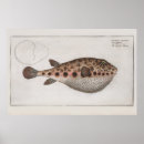 Buscar pescados posters Marino