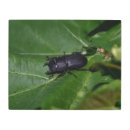 Buscar coleóptero arte Escarabajo