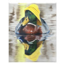 Buscar pato salvaje posters Mallard
