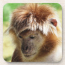 Buscar langur Animales salvajes