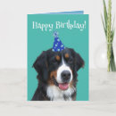 Buscar bernese mountain dog tarjetas Berner