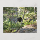 Buscar oso grande postales Para todos