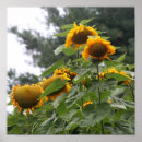 Buscar girasol gigante posters Verano