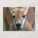 Buscar canguro postales Vida silvestre