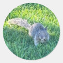 Buscar carolinensis Ardilla