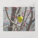 Buscar árbol amarillo postales Pájaros