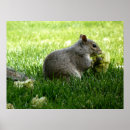 Buscar ardilla arte Flor