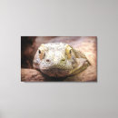 Buscar dragones fotografía Reptil