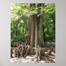 Buscar suricatas posters Naturaleza