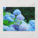 Buscar hortensias postales Para todos