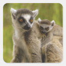 Buscar amenazado pegatinas África