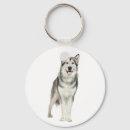 Buscar alaskan malamute llaveros Perro
