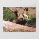 Buscar perro salvaje africano postales África