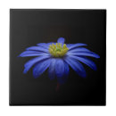 Buscar margaritas africanas azulejos Flores