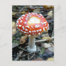 Buscar amanita postales Toadstool