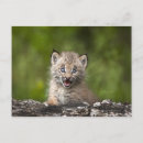 Buscar canadensis Horizontal