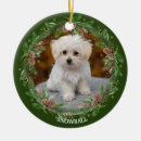 Buscar pinecone del perro Pinecones