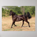 Buscar caballo español posters Animal