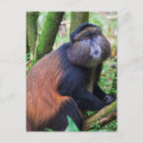 Buscar gran mono postales Animal