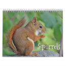 Buscar ardillas lindas calendarios Naturaleza