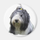 Buscar collie barbudo Animales