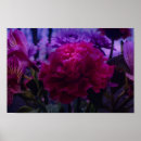 Buscar rosa del clavel posters Naturaleza