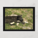 Buscar cachorro de lobo postales Lobos