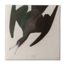 Buscar audubon azulejos Aves de américa