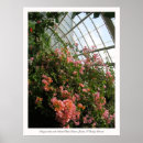 Buscar buganvillas posters Rosa