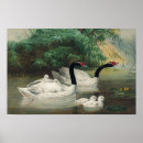 Buscar cisnes salvajes posters Para ella