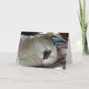 Buscar soñoliento tarjetas Gatito