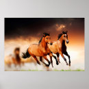 Buscar caballos marrones posters Vida silvestre