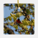 Buscar oriole Naturaleza