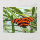 Buscar heliconia postales Naranja