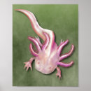Buscar axolotl posters Salamandra