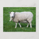 Buscar dal postales Animal