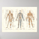 Buscar anatomía muscular Músculos
