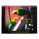 Buscar loros oficina escuela Aves