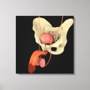 Buscar sistema reproductivo lienzos Glándulas endocrinas