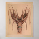 Buscar moluscos posters Pulpo