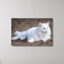 Buscar gato angora Turco