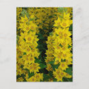 Buscar perennial Flores