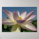 Buscar flor de loto azul posters Floral