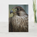 Buscar peregrinos tarjetas Fotografía