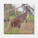 Buscar joey imanes Animal