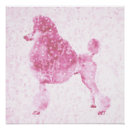 Buscar caniche posters Rosa