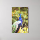 Buscar pavo real lienzos Ave